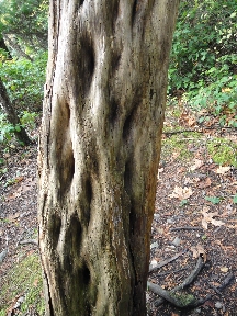 The "bones" of a dead tree